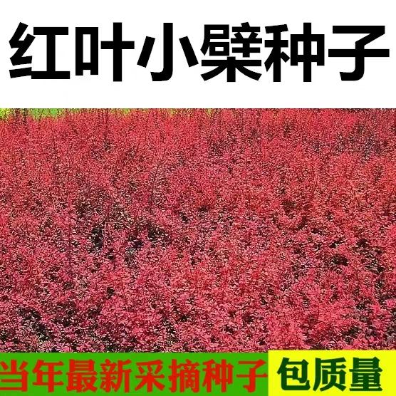 红叶小檗种子 